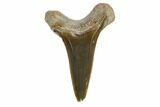 Fossil Shark (Cretoxyrhina) Tooth - Kansas #115692-1